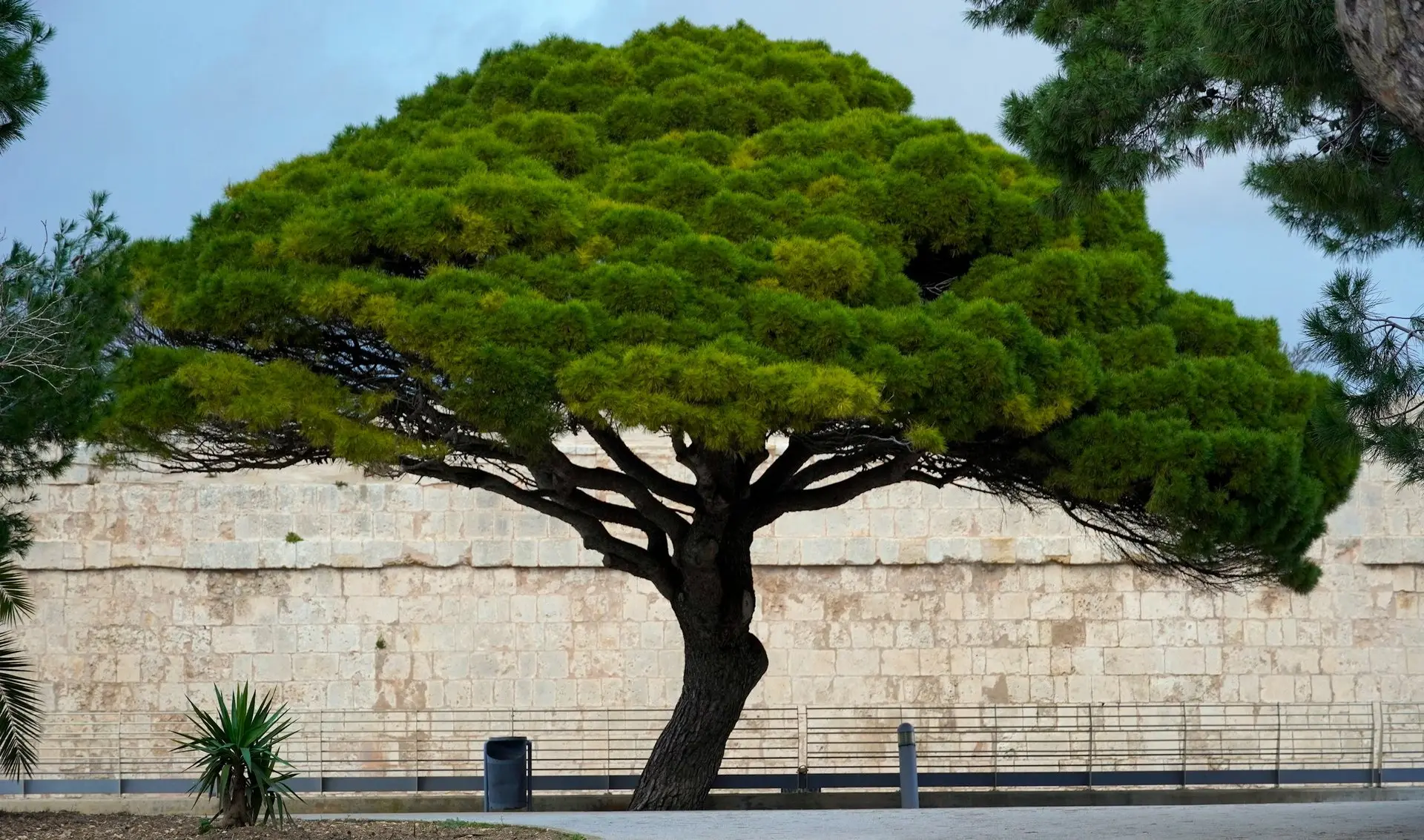 Alter Baum neben einer langen Kalksteinmauer