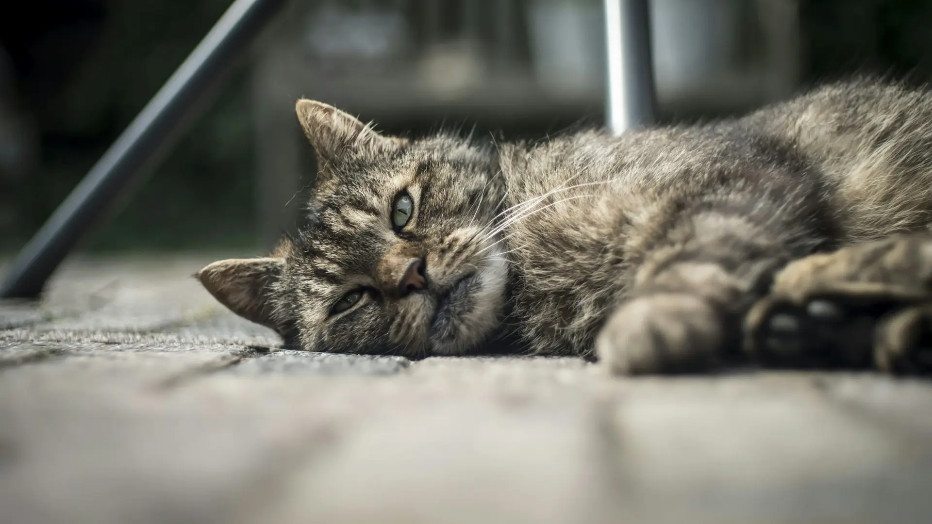 Getigerte Katze liegt entspannt auf einem Gehweg